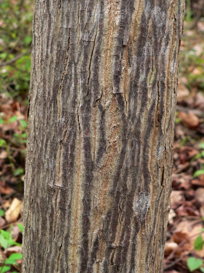 {Halesia tetraptera}